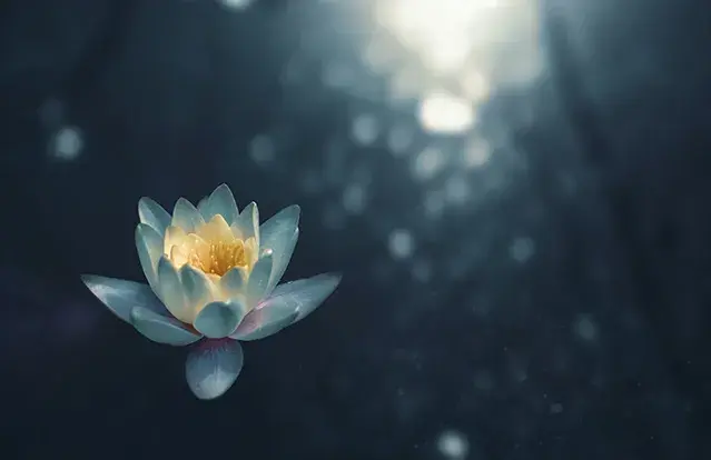 an image of a flower
